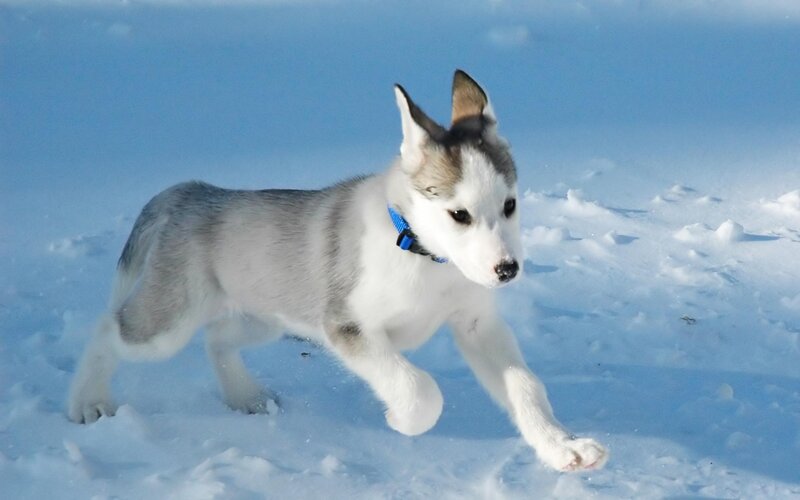 Husky Puppy in Snow — White, Playful, Winter, Photograph, Collar