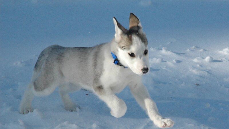 Husky Puppy in Snow — White, Playful, Winter, Photograph