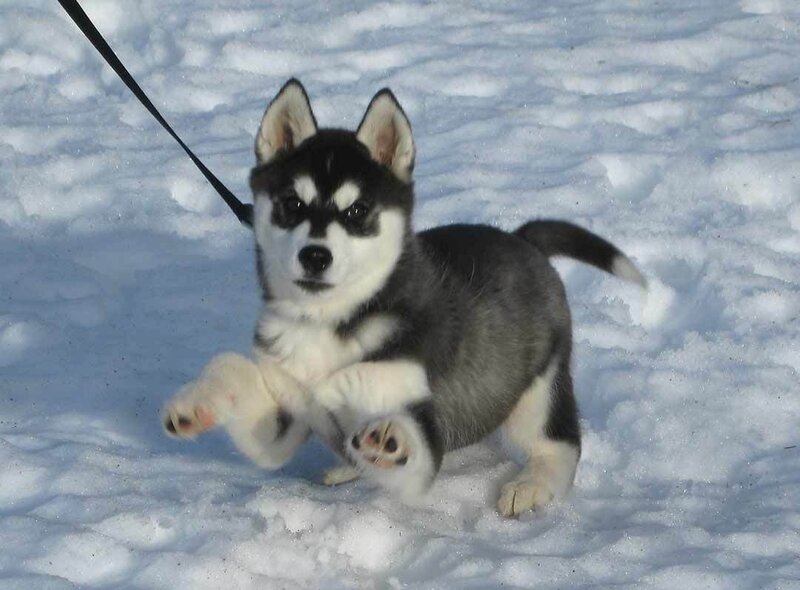 Husky Puppy in Snow — White, Playful, Winter