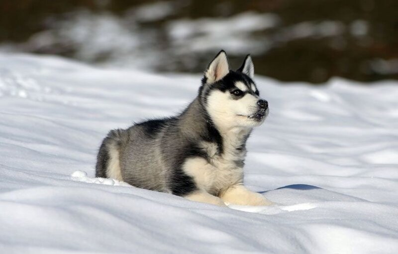 Husky Puppy in Snow — White