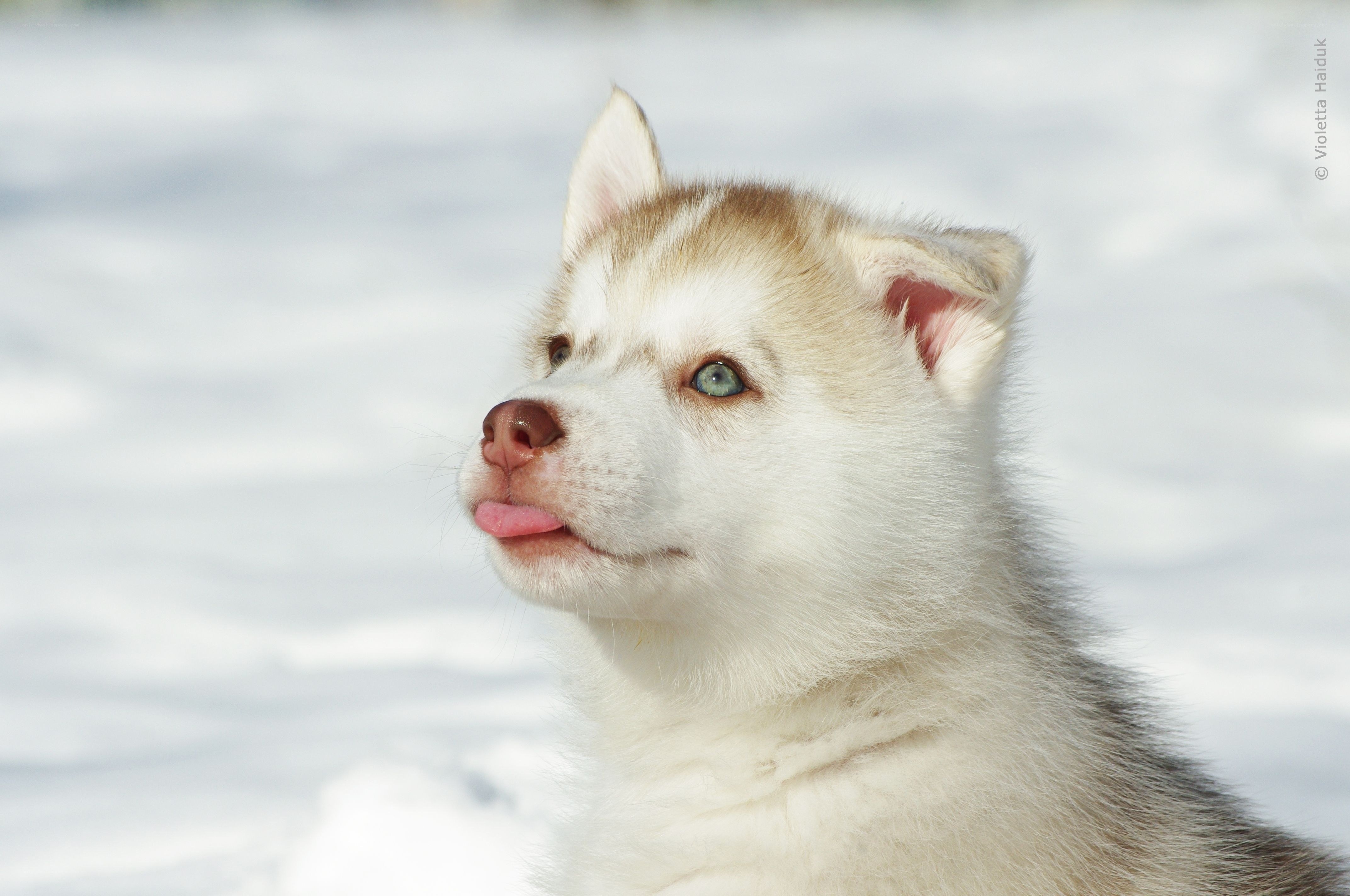 Husky puppy in snow