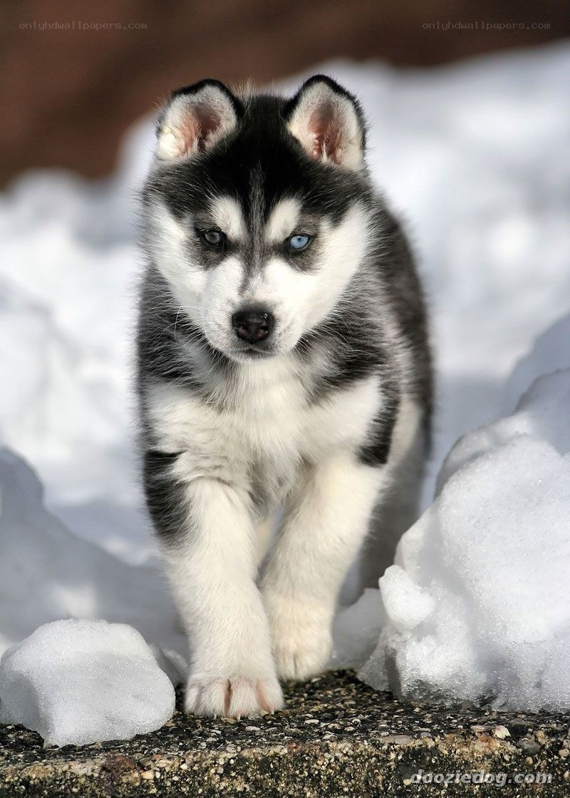Husky puppy in the snow