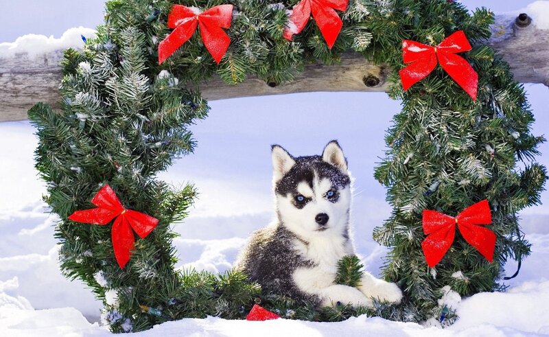 Husky puppy in wreath