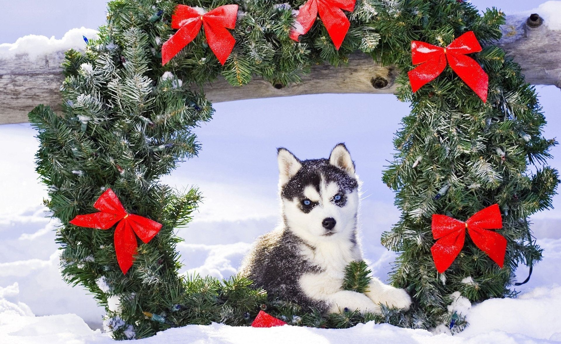Husky puppy in wreath