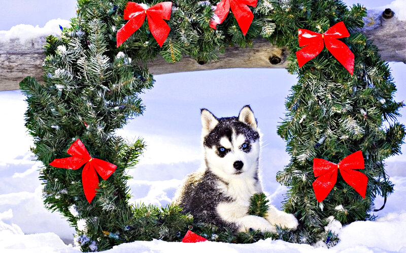 Husky Puppy in Wreath — Green