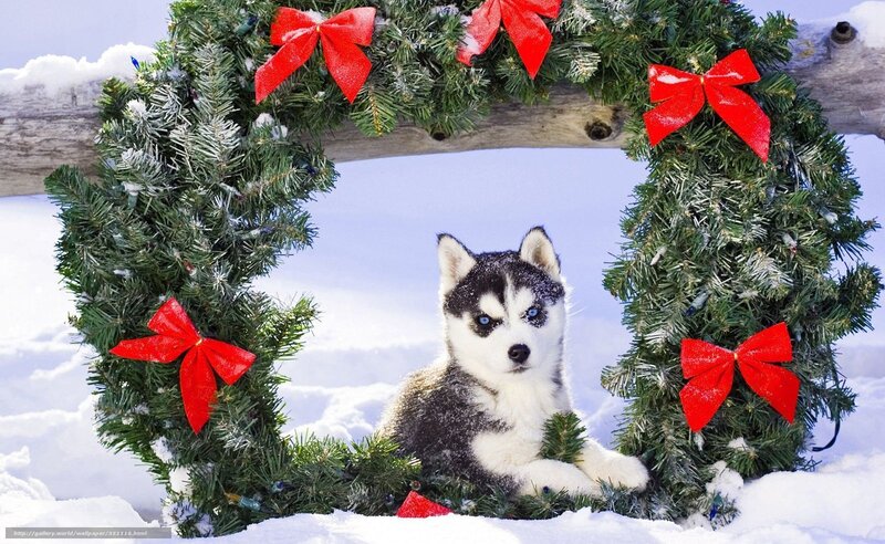 Husky puppy in wreath