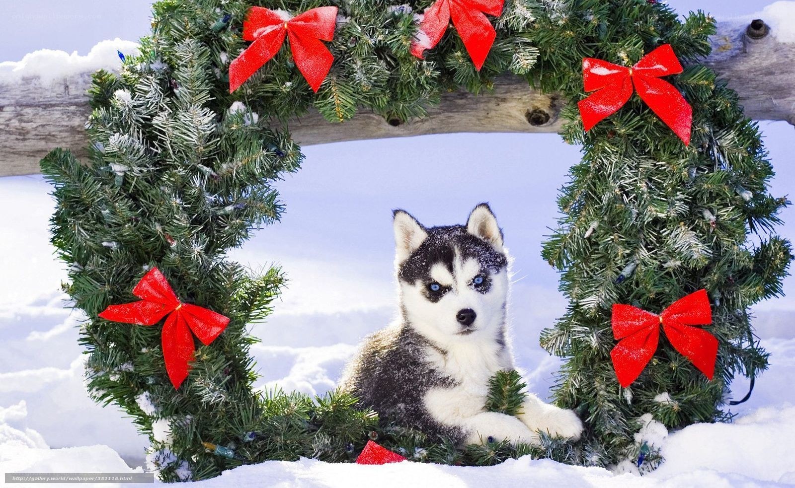Husky puppy in wreath