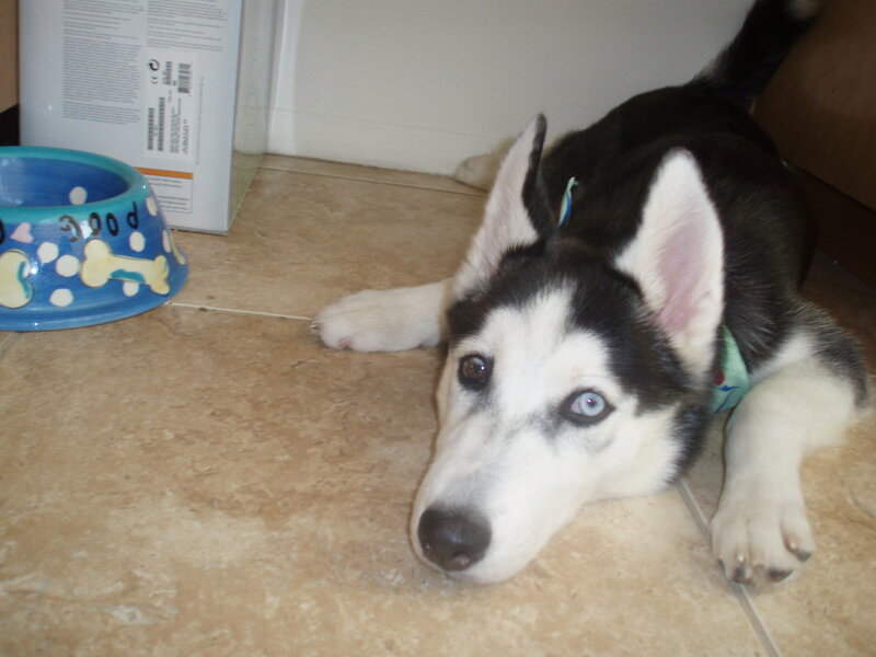 Husky Puppy Lying Down — Black