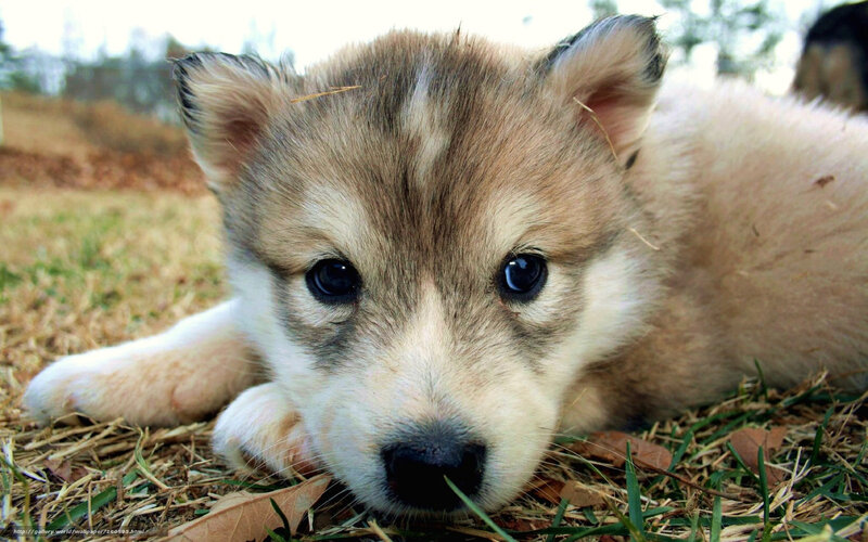 Husky Puppy Lying Down — Brown, Calm