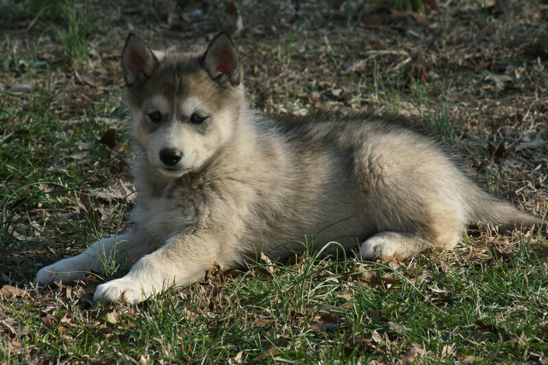 Husky Puppy Lying Down