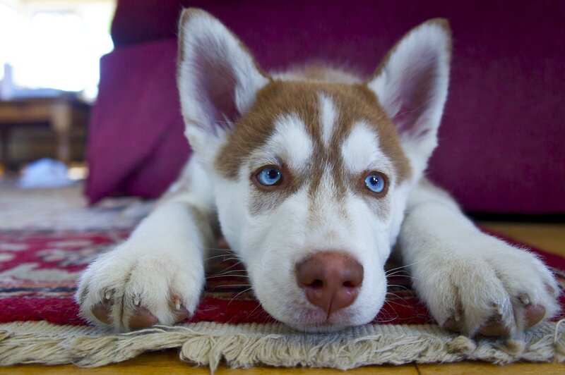 Husky Puppy Lying Down — White, Calm, Photograph