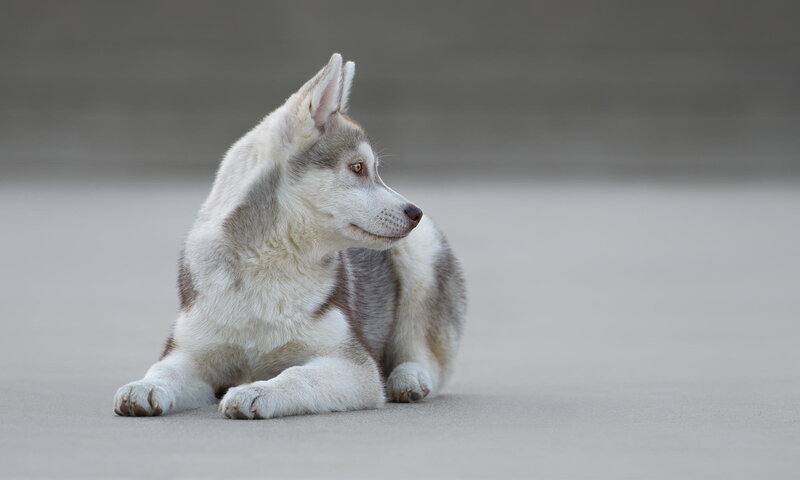 Husky Puppy Lying Down — White, Calm