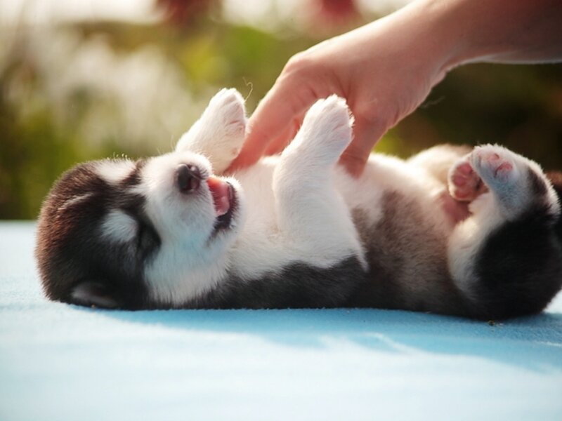Husky Puppy Lying Down — White