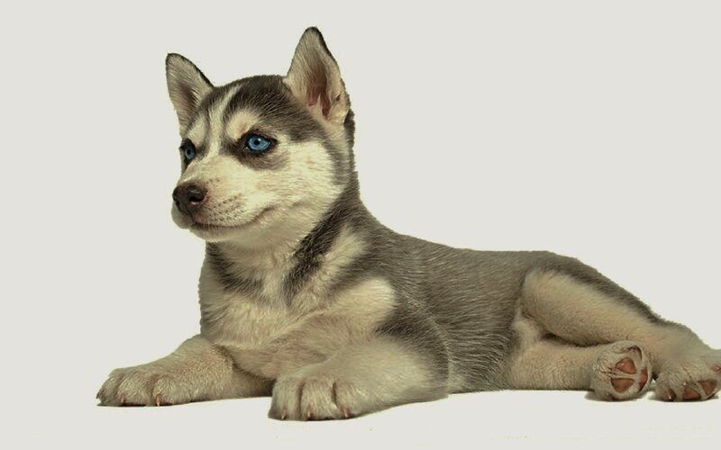 Husky Puppy Lying — Gray