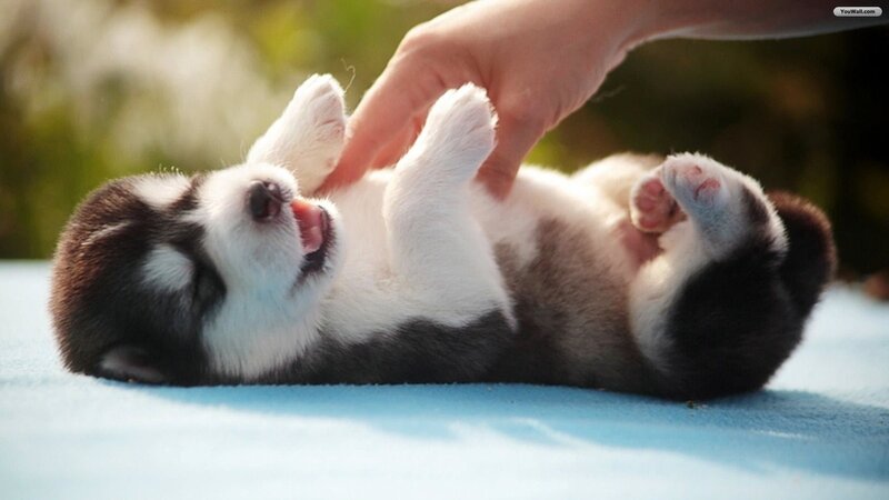 Husky Puppy Lying on Back