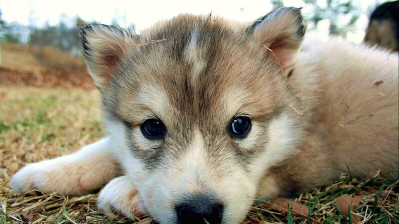 Husky Puppy Lying