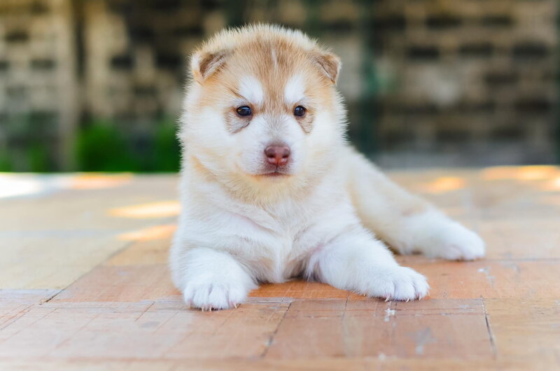 Husky Puppy Lying — White, Calm, Afternoon, Photograph, Wooden Surface