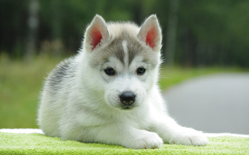 Husky Puppy Lying — White, Calm, Afternoon