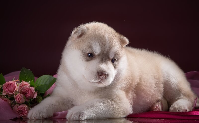 Husky Puppy Lying — White, Calm, Photograph, Roses