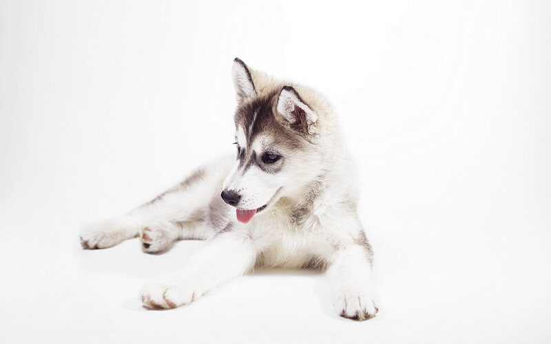 Husky Puppy Lying — White, Calm, Photograph, Tongue