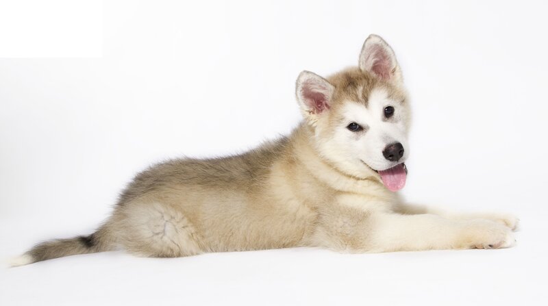 Husky Puppy Lying — White, Calm