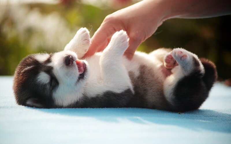 Husky Puppy on Back