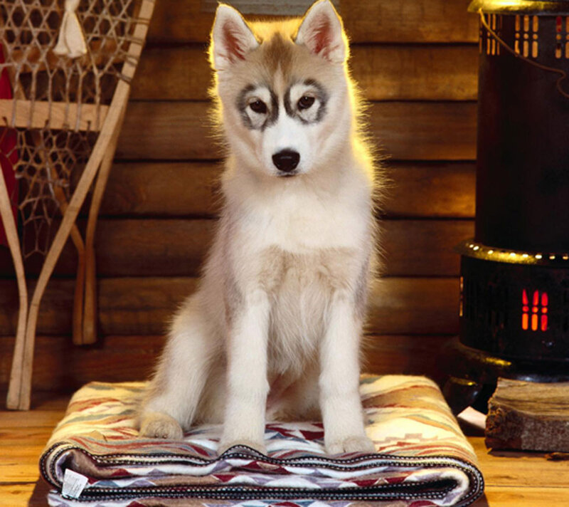 Husky Puppy on Blanket — Brown