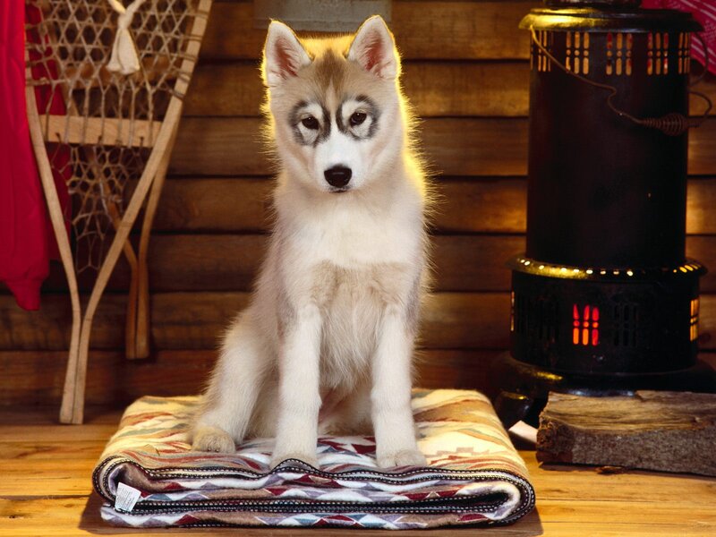Husky Puppy on Blanket