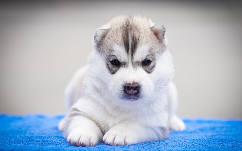 Husky Puppy on Blue Towel