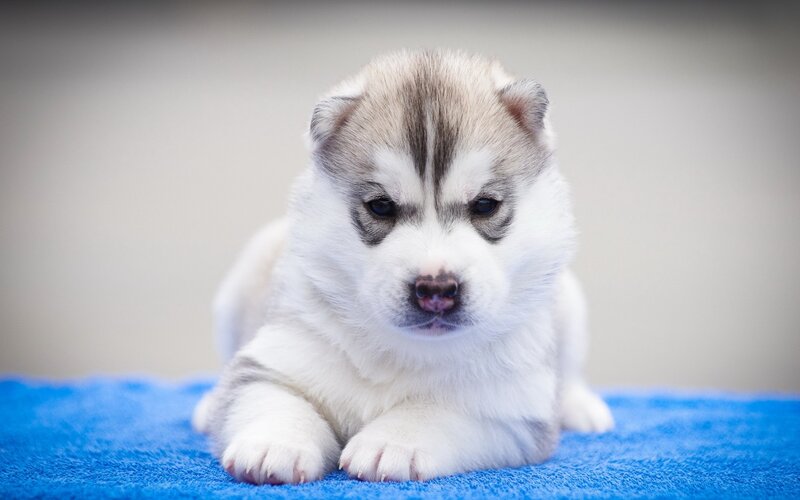 Husky Puppy on Blue Towel — White