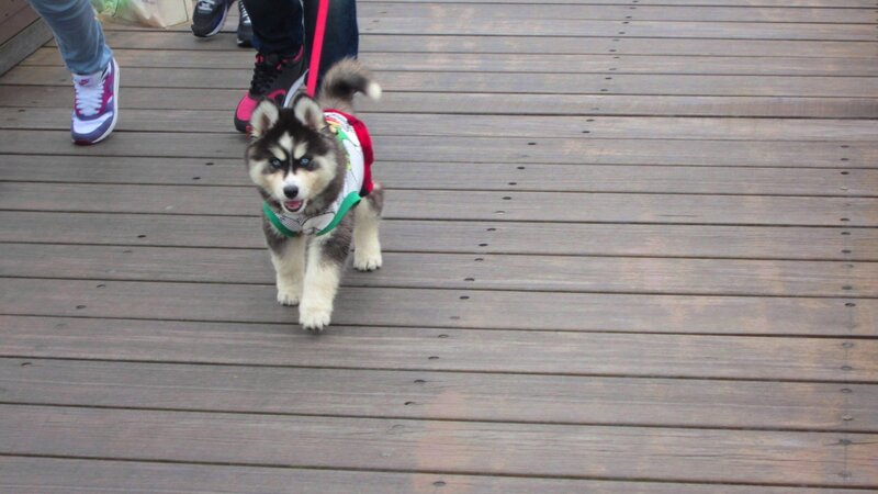 Husky Puppy on Deck