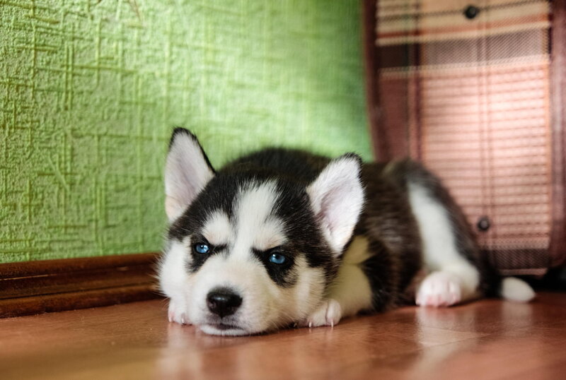 Husky Puppy on Floor