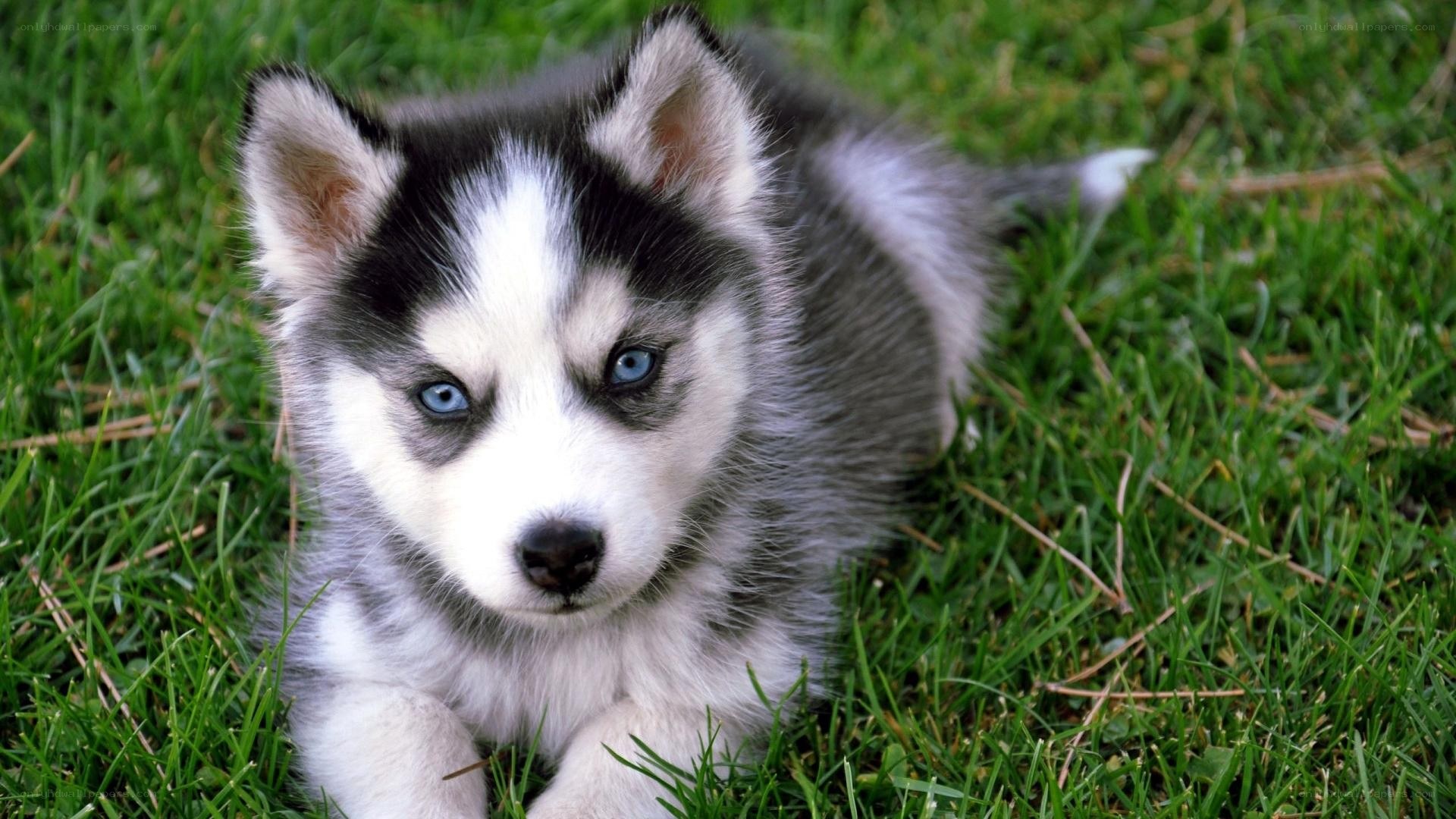 Husky puppy on grass