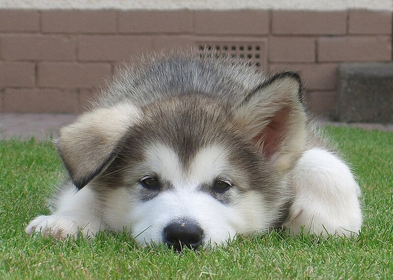 Husky Puppy on Grass — Green, Calm, Afternoon