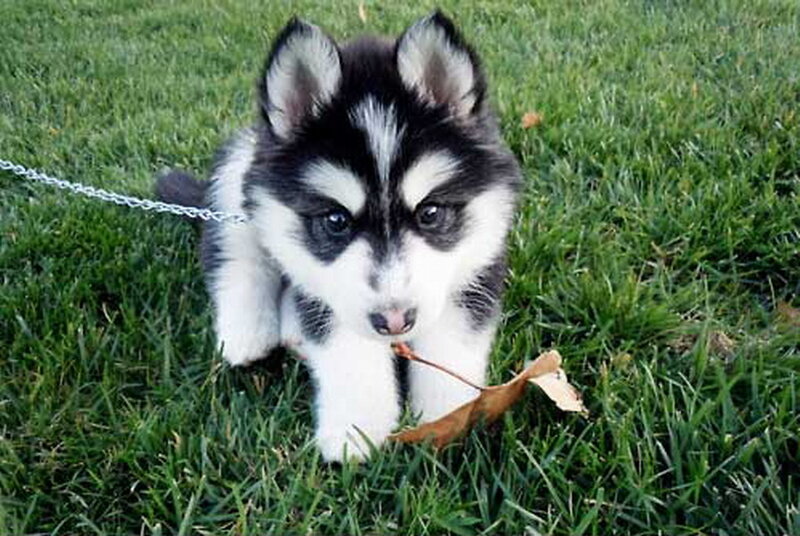 Husky Puppy on Grass — Green, Calm