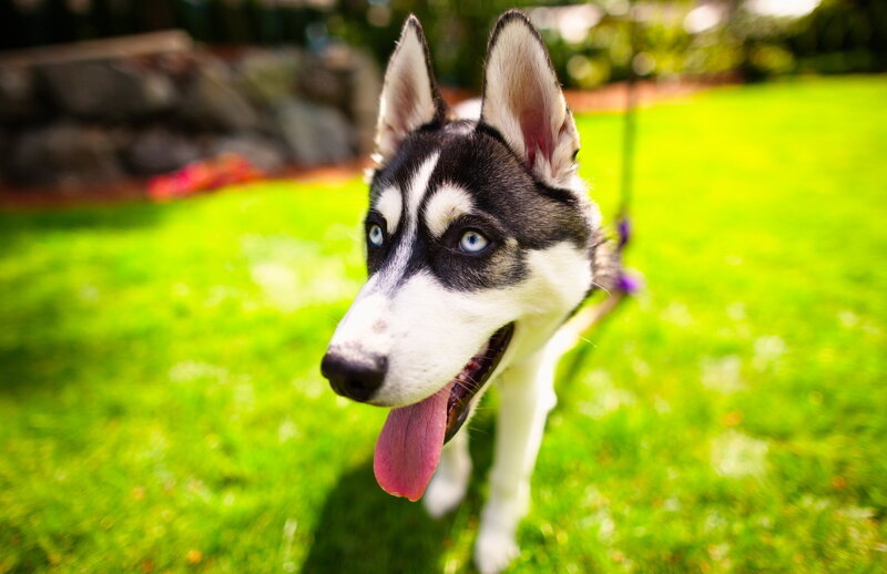 Husky Puppy on Grass — Green, Playful