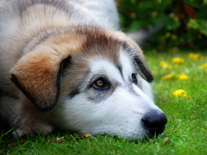 Husky Puppy on Grass — White