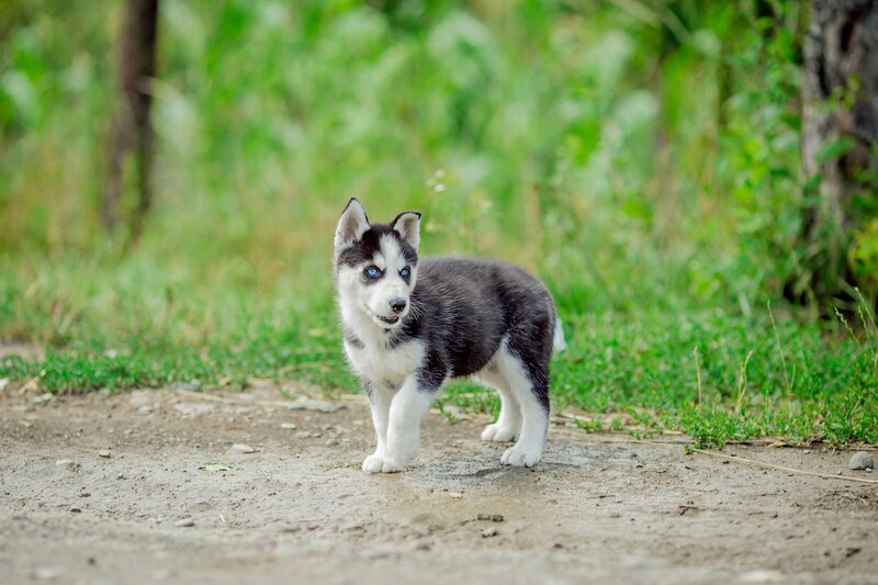 Husky Puppy on Path