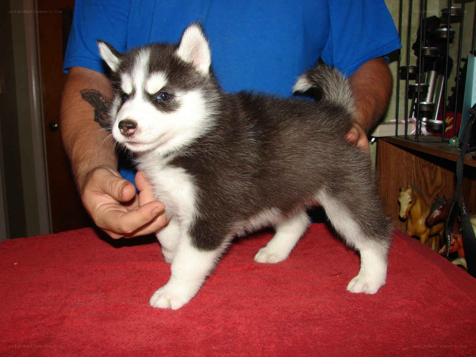 Husky puppy on red cloth