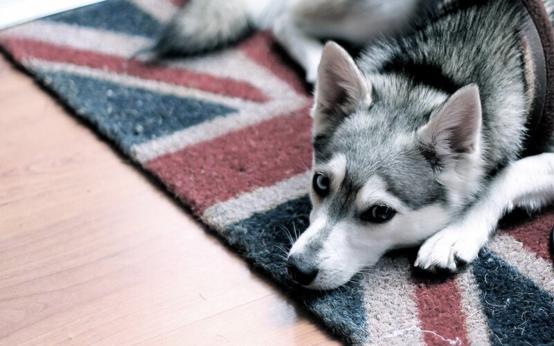 Husky Puppy on Rug