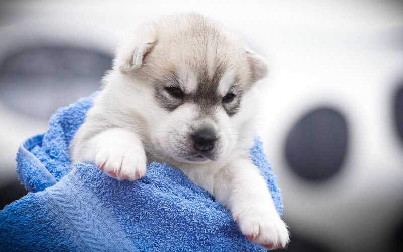Husky Puppy on Towel — Blue