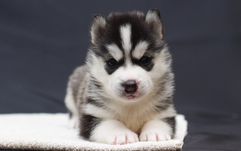 Husky Puppy on Towel