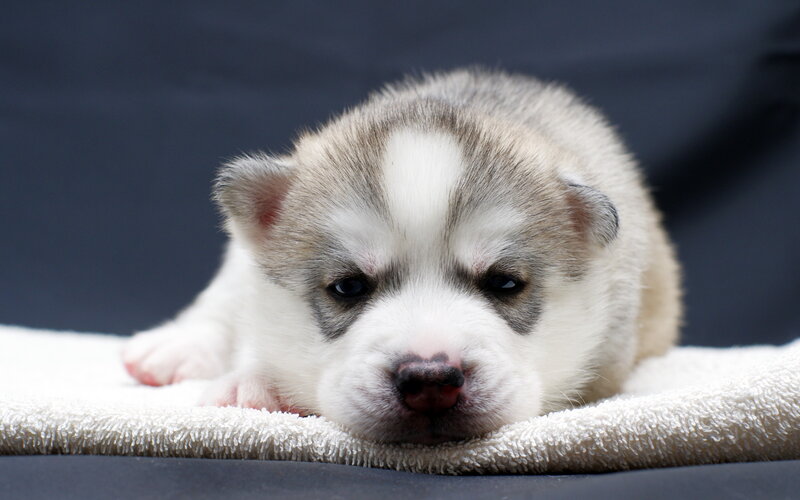 Husky Puppy on Towel — White