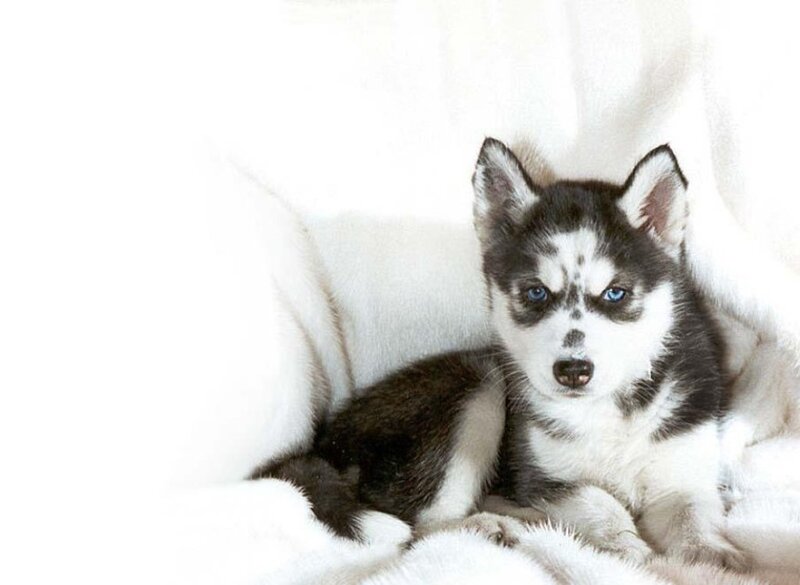 Husky puppy on white blanket