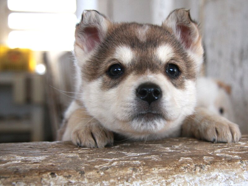 Husky Puppy on Wood — Brown