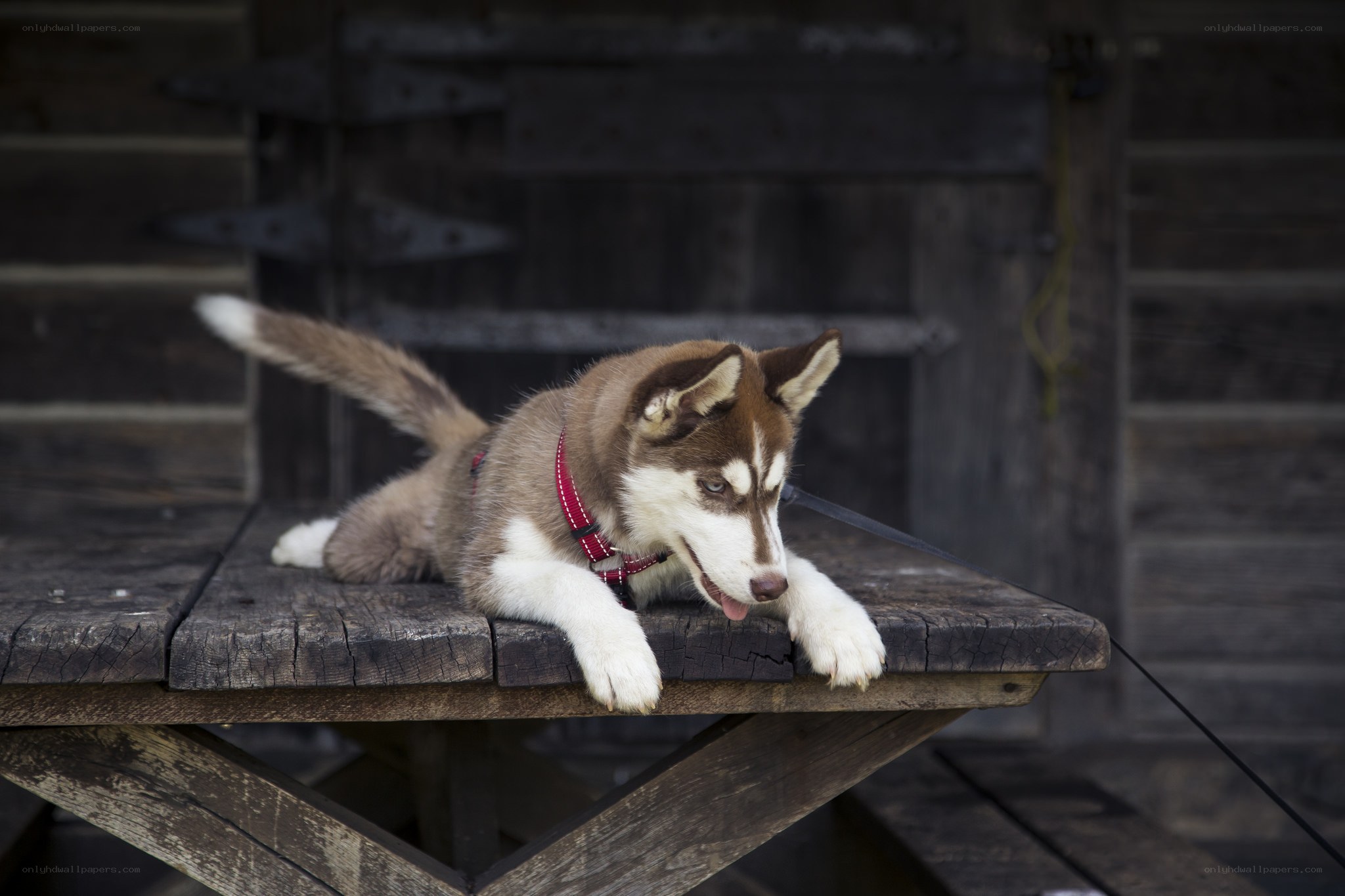 husky puppy on wooden table