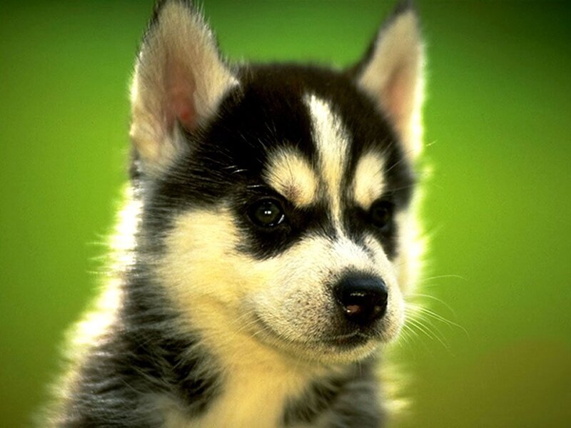 Husky puppy portrait
