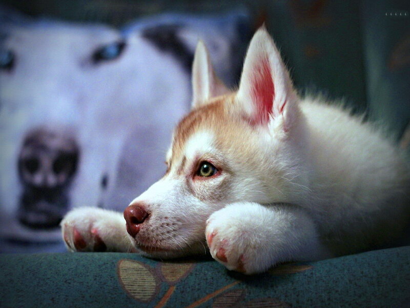Husky Puppy Resting — White, Calm