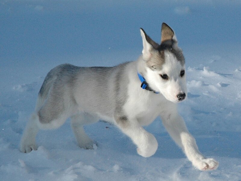 Husky puppy running in snow