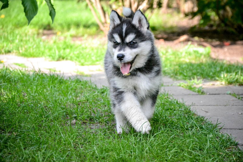 Husky Puppy Running